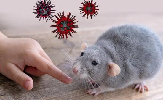 Penyebab Hantavirus