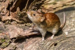 Gejala Hantavirus