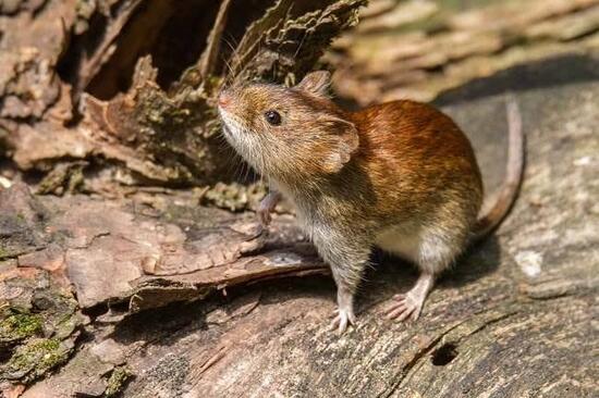 Gejala Hantavirus