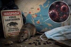 Hantavirus Menular dari Tikus