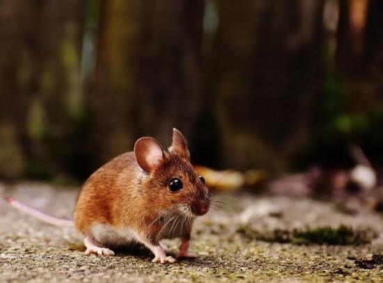 Gejala Mirip Hantavirus